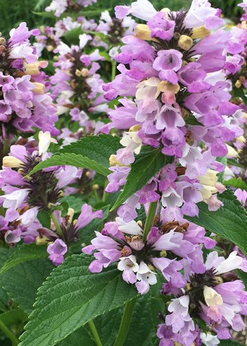 Nepeta subsessilis 'Candy Cat'